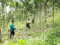 Large-timber forest area to be expanded to 1 million ha by 2030