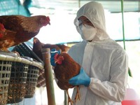 Lào phát hiện dịch cúm gia cầm H5N1