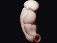 Trung Quốc xây dựng mô hình 3D phôi thai người ở 2 - 3 tuần tuổi