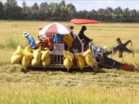 Over 1 million to be trained for massive high-quality rice project