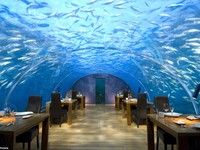 Ăn trưa với cá mập, cá đuối gai độc và rùa vây quanh ở Maldives