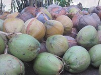 Dừa khô Bến Tre tăng giá trở lại 