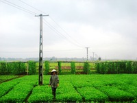 Quảng Nam: Kéo điện ra đồng làm thủy lợi hóa