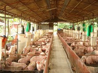 Giá lợn hơi tăng thúc đẩy việc tái đàn 