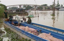 Long An xuất hiện tình trạng nhập lậu lợn từ Campuchia