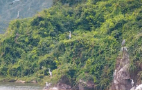 Chiêm ngưỡng cảnh tượng chim đậu trắng núi ở Tam Chúc