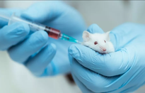 Vaccine “cải lão hoàn đồng” đã thành công trên chuột, người có dùng được không?