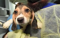 Giải cứu 4.000 chú chó nuôi để bán làm thí nghiệm