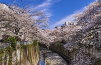 Ngắm hoa anh đào nở muộn tại Nhật Bản
