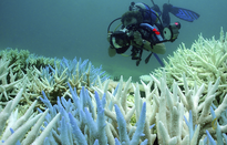 Các rạn san hô hứng chịu sự kiện tẩy trắng toàn cầu lần thứ tư
