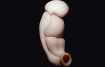 Trung Quốc xây dựng mô hình 3D phôi thai người ở 2 - 3 tuần tuổi