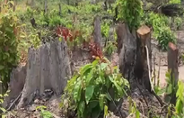 Phát hiện vụ phá rừng quy mô lớn tại khu vực giáp ranh