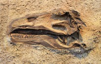 Phát hiện hóa thạch khủng long ăn cỏ cách đây 90 triệu năm