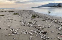 Đà Nẵng: Cá chết trắng nằm phơi xác khu vực bờ biển