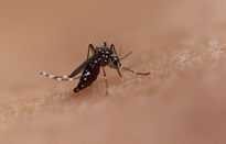 Los Angeles (Mỹ) thả 20.000 muỗi đực để diệt muỗi vằn