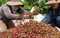 Giá cà phê “rơi” mạnh