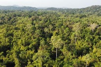 Seminar tackles challenges for Vietnam's forestry development