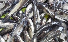 Cá chết bất thường trên sông Mã ở Thanh Hóa