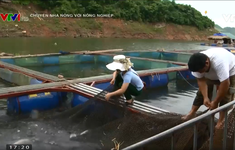 Chuyện nhà nông với nông nghiệp: Hiệu quả từ mô hình nuôi cá lồng ở Quỳnh Nhai