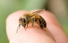 Liên tục tiếp nhận bệnh nhân bị sốc phản vệ do ong đốt