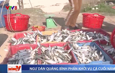 Ngư dân Quảng Bình trúng đậm vụ cá cuối năm