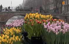 Phát hoa tulip miễn phí tại Hà Lan