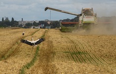 Ukraine đàm phán gia hạn thỏa thuận xuất khẩu ngũ cốc