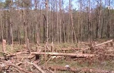 Chấn chỉnh công tác bảo vệ rừng tại Đắk Nông