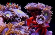 Ghi hình san hô kêu gọi bảo vệ đại dương