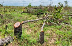 Kỷ luật Chủ tịch xã liên quan đến vụ phá rừng
