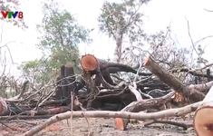 Tình trạng phá rừng trên diện tích rừng do địa phương quản lý