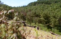 Vụ phá rừng thông ở Đà Lạt: Bắt tạm giam 3 bị can