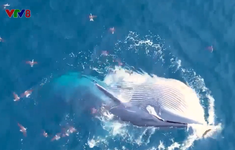 Cá voi xuất hiện tại biển Đề Gi, Bình Định