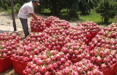 Trái cây Việt đối mặt áp lực cạnh tranh