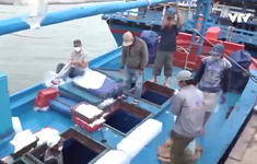 Phú Yên: Ngư dân câu cá ngừ mở biển