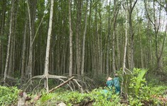Bảo vệ rừng ngập mặn Cần Giờ thông qua việc phổ biến pháp luật