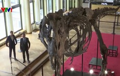 Chuẩn bị đấu giá bộ xương khủng long hơn 67 triệu năm tuổi
