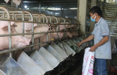 Vì sao giá lợn hơi giảm mạnh?