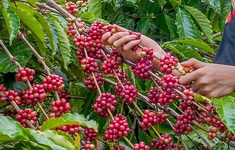 Bảo hiểm Chỉ số Thời tiết đến với nông dân trồng cà phê