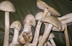 Lâm Đồng: Ăn nấm rừng, 12 người bị ngộ độc