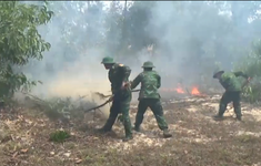 Cháy rừng trồng tràm tại huyện Phong Điền, tỉnh Thừa Thiên Huế