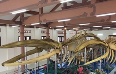 Bộ xương cá voi lớn nhất Việt Nam tại Lý Sơn