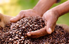 Giá cà phê tiếp tục tăng cao kỷ lục