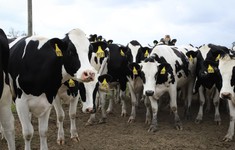Mỹ cấp gần 200 triệu USD để ngăn cúm gia cầm lây lan ở đàn bò sữa