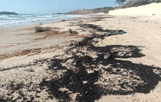 Bình Thuận: Khẩn trương thu gom dầu thải trôi dạt từ biển vào