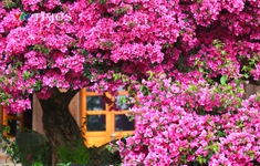 Cây hoa giấy 35 năm tuổi bung nở thu hút du khách ở Đà Lạt