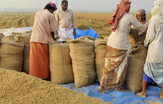 Dự báo Ấn Độ tiếp tục dẫn đầu thị trường gạo thế giới