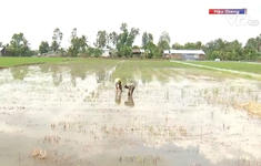 Nông dân tại vùng Đồng bằng sông Cửu Long bớt khó khăn khi xâm nhập mặn giảm