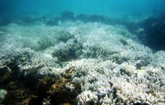 Thái Lan cấm lặn để bảo vệ san hô