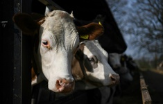 Anh cấm xuất khẩu gia súc sống để giết mổ